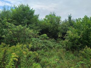 IMG20250904103003 Copy