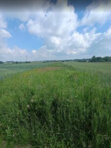 Nieruchomość gruntowa Niezabudowana - Zamość 3 Dzialka foto 1